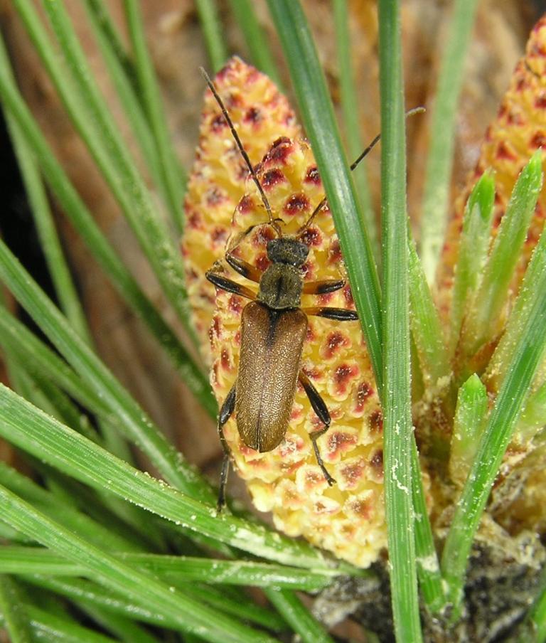 Cortodera femorata (Fabricius, 1787)