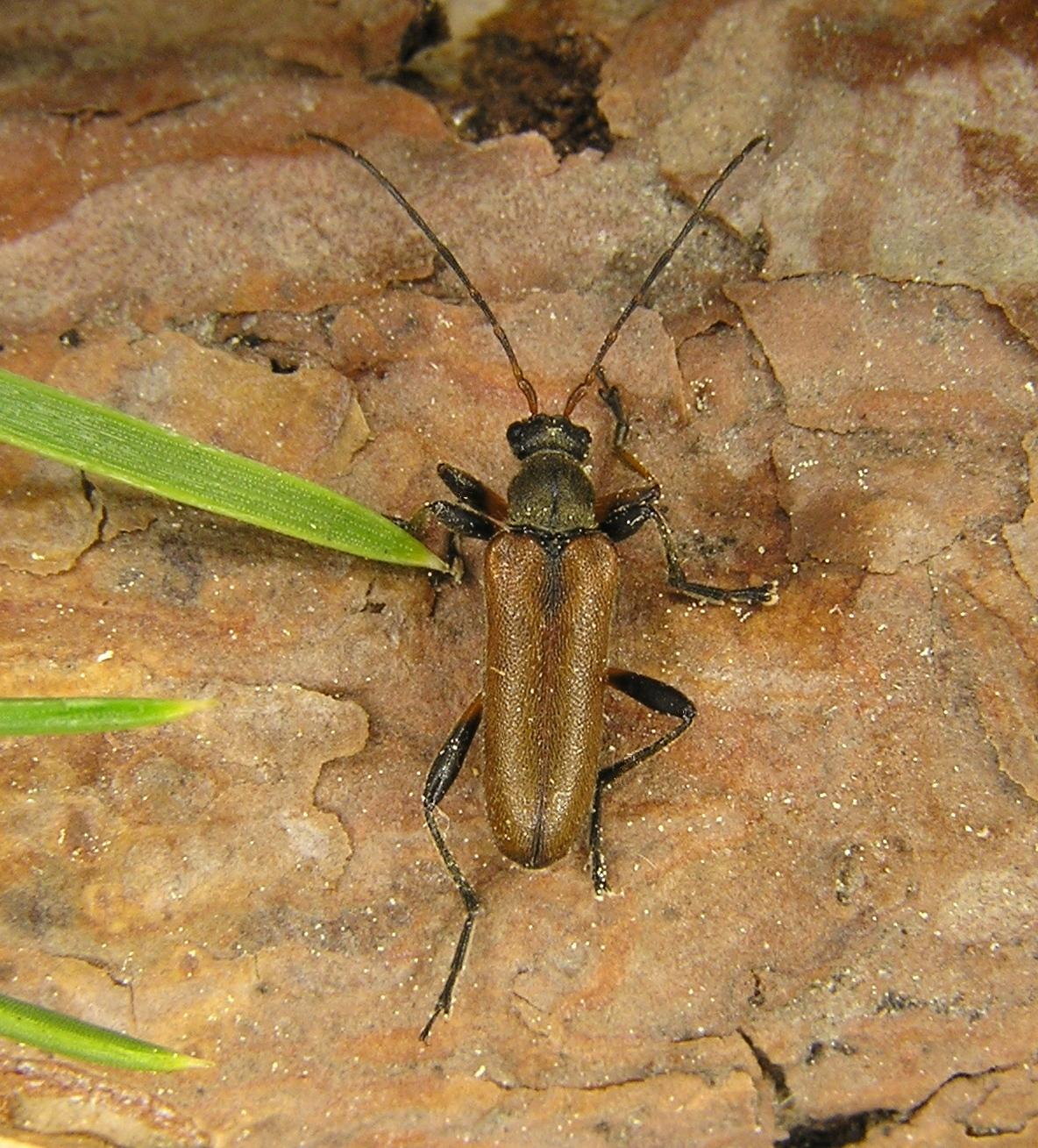 Cortodera femorata (Fabricius, 1787)