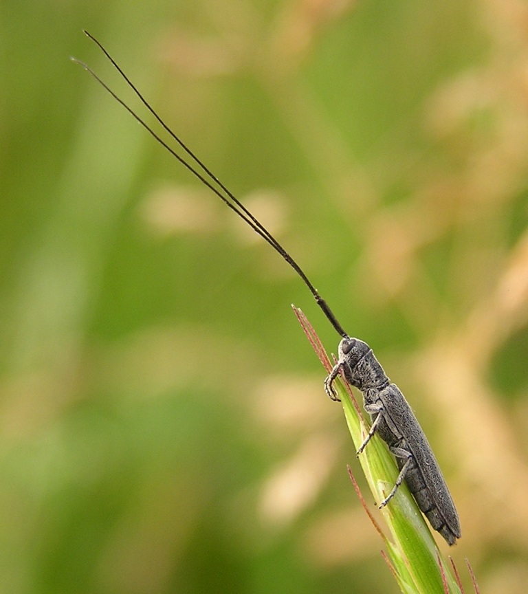 Calamobius filum (Rossi, 1790)