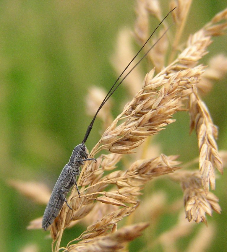 Calamobius filum (Rossi, 1790)