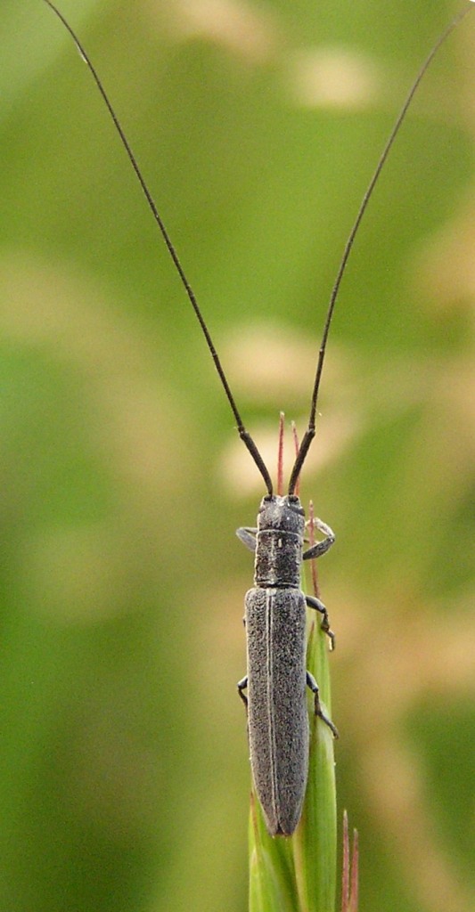 Calamobius filum (Rossi, 1790)