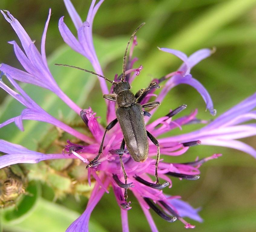 Cortodera holosericea (Fabricius, 1801)