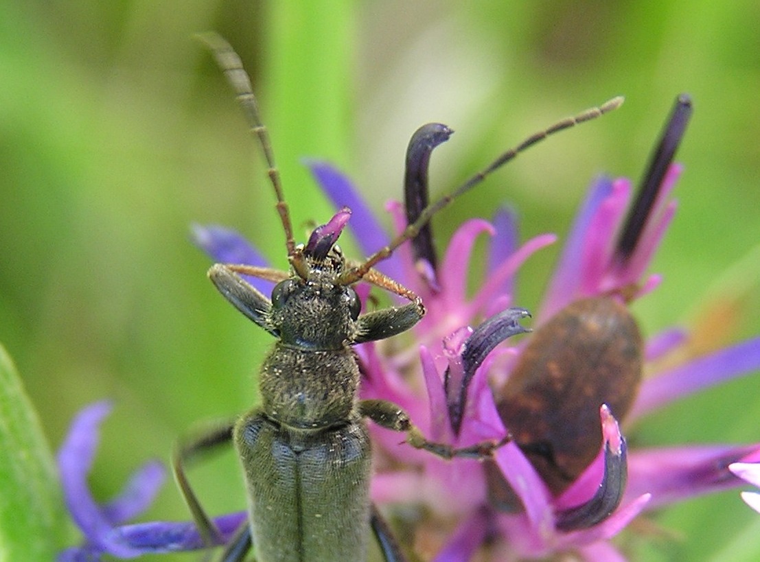 Cortodera holosericea (Fabricius, 1801)