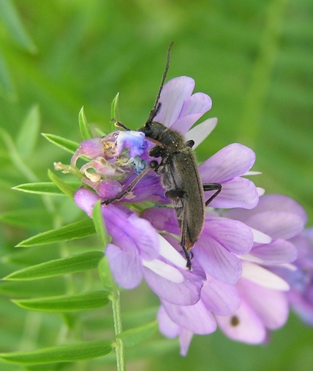 Cortodera holosericea (Fabricius, 1801)