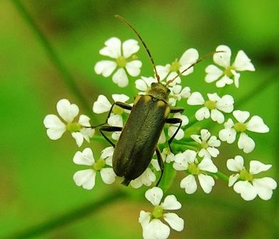 Cortodera humeralis (Schaller, 1783)