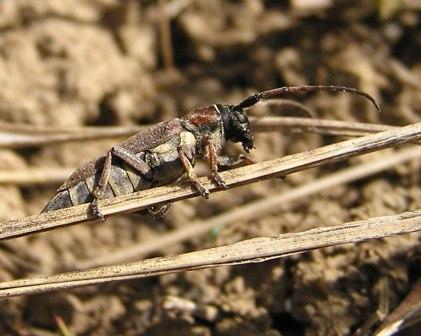 Cardoria scutellata (Fabricius, 1792)