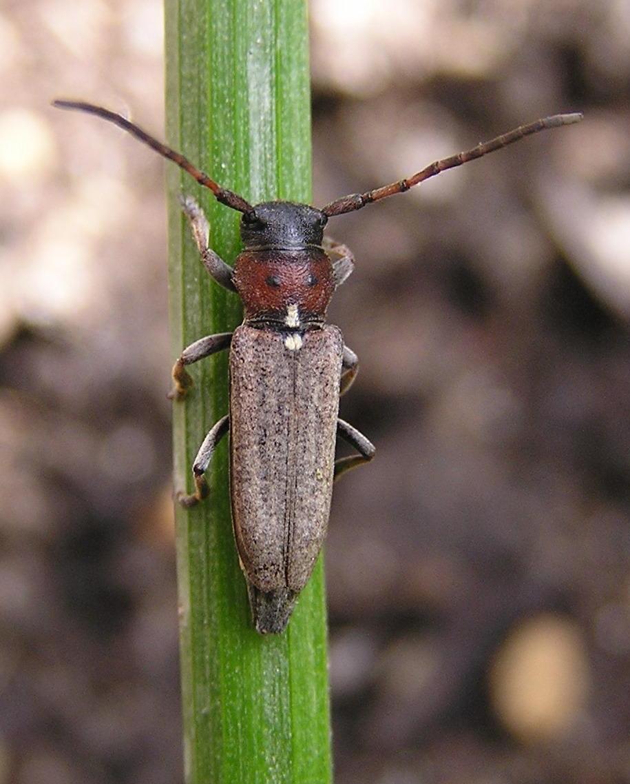 Cardoria scutellata (Fabricius, 1792)