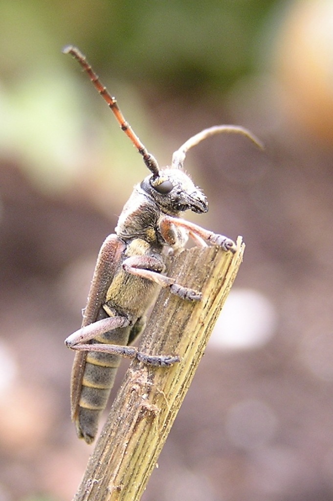 Cardoria scutellata (Fabricius, 1792)