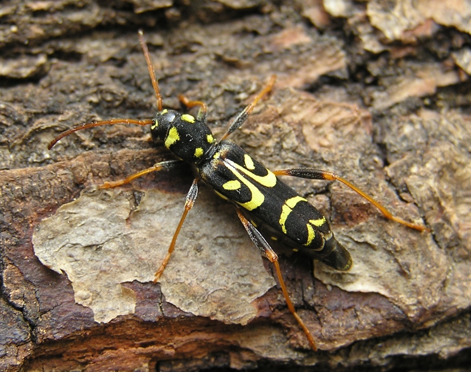 Clytus tropicus (Panzer, 1795)