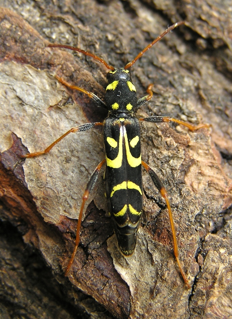 Clytus tropicus (Panzer, 1795)