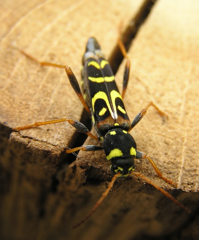 Clytus tropicus (Panzer, 1795)