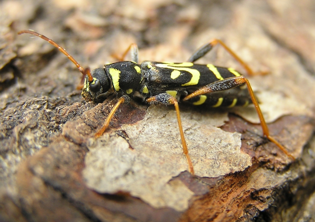 Clytus tropicus (Panzer, 1795)