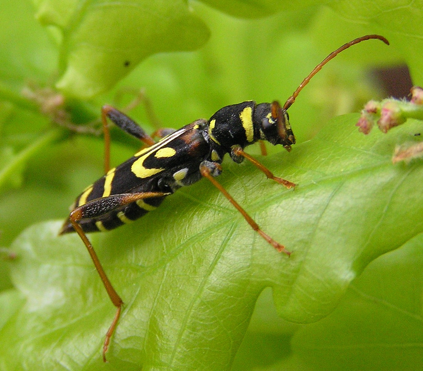 Clytus tropicus (Panzer, 1795)