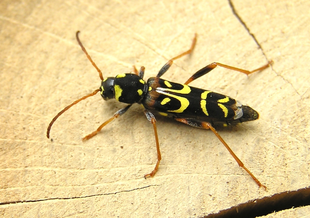 Clytus tropicus (Panzer, 1795)