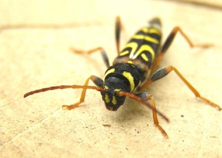 Clytus tropicus (Panzer, 1795)