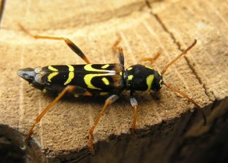 Clytus tropicus (Panzer, 1795)