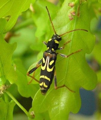 Clytus tropicus (Panzer, 1795)