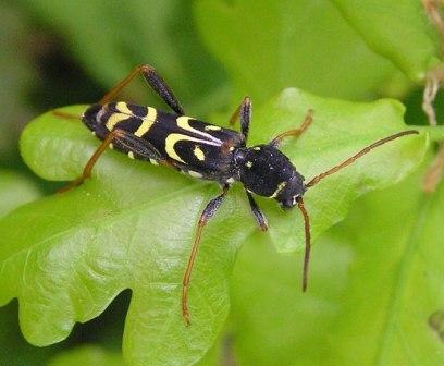 Clytus tropicus (Panzer, 1795)