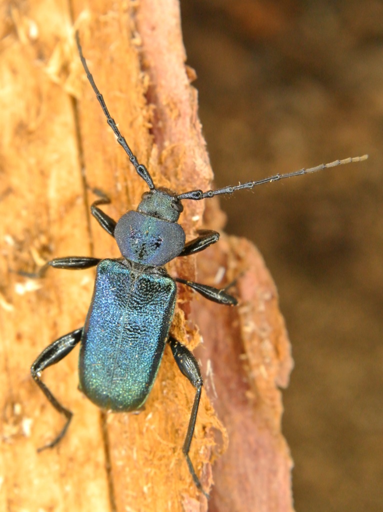 Callidium violaceum (Linnaeus, 1758)