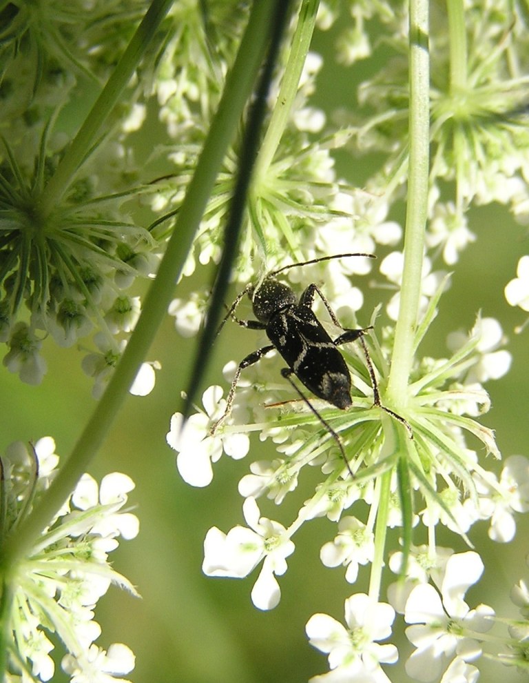 Chlorophorus sartor (Muller, 1766)