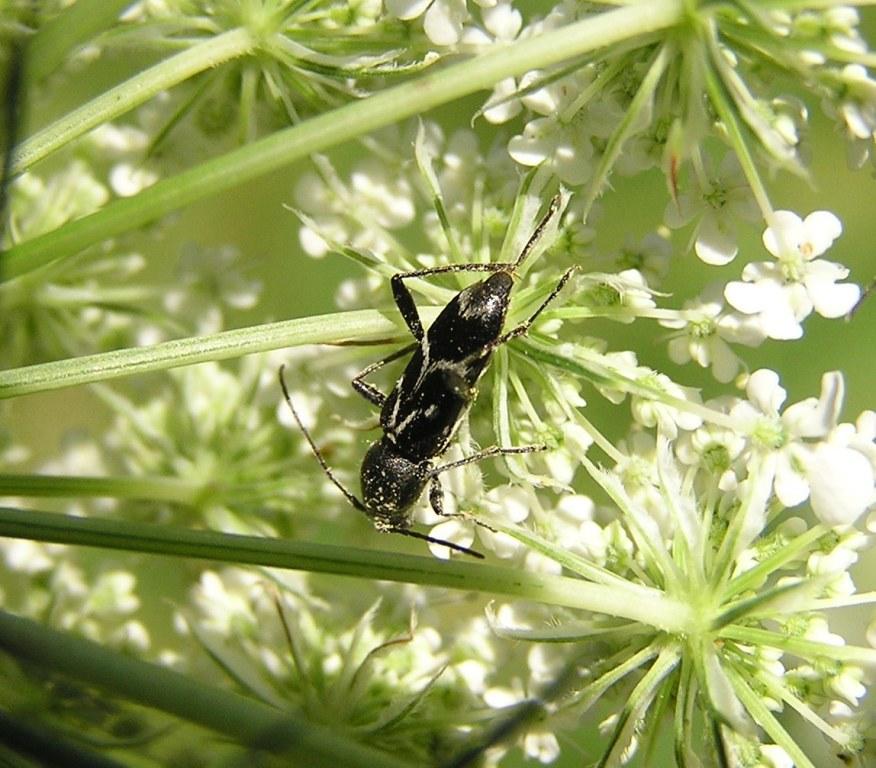 Chlorophorus sartor (Muller, 1766)