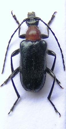 Dinoptera collaris (Linnaeus, 1758)