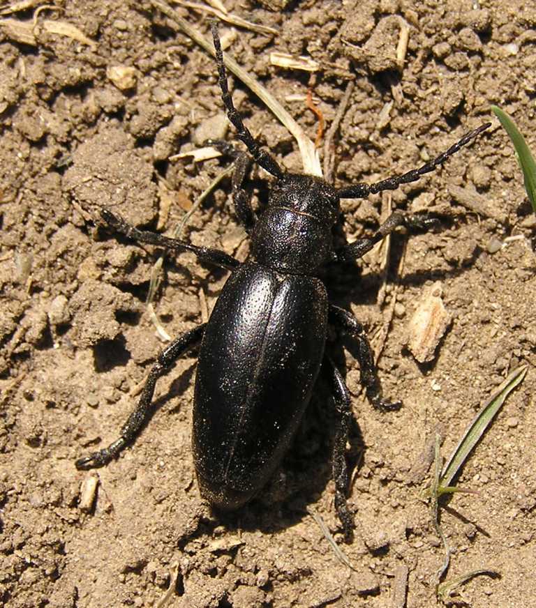 Carinatodorcadion aethiops (Scopoli, 1763)