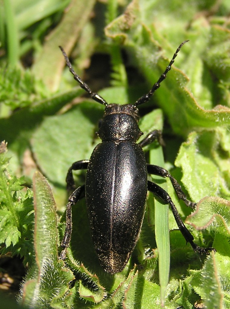 Carinatodorcadion aethiops (Scopoli, 1763)