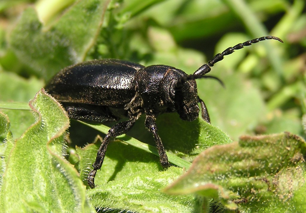 Carinatodorcadion aethiops (Scopoli, 1763)