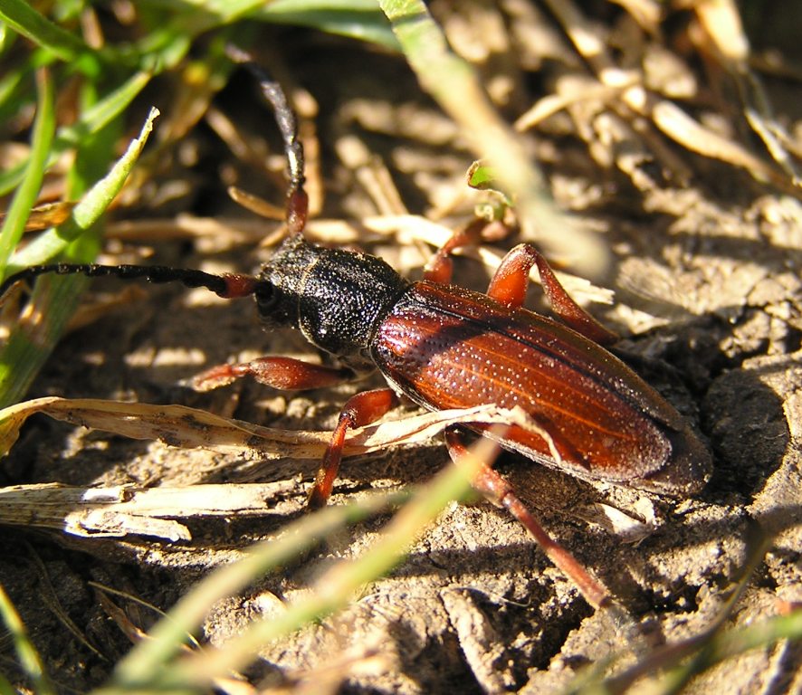 Carinatodorcadion fulvum (Scopoli, 1763)