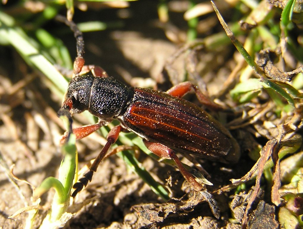 Carinatodorcadion fulvum (Scopoli, 1763)