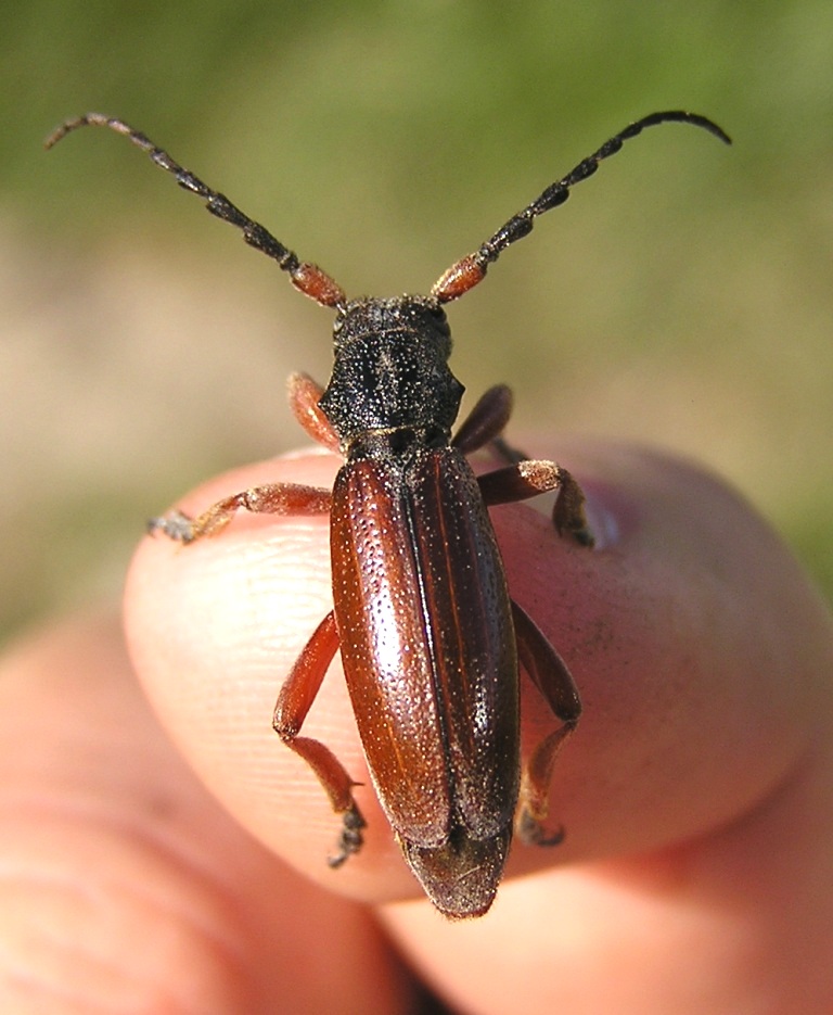 Carinatodorcadion fulvum (Scopoli, 1763)