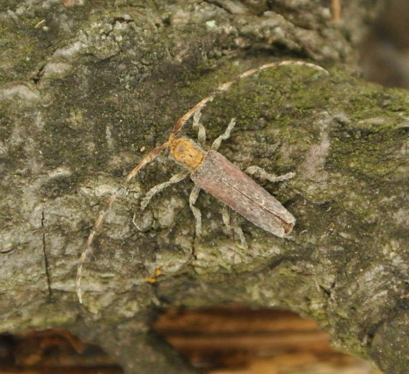 Deroplia genei (Aragona, 1830)