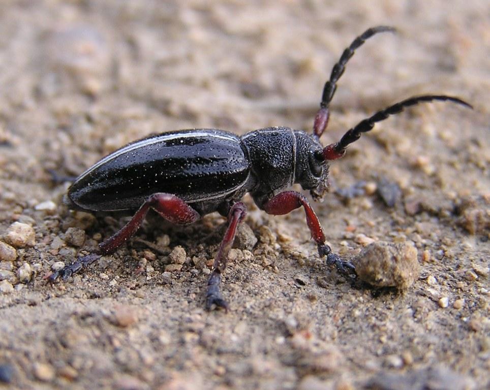 Pedestredorcadion pedestre (Poda, 1761)