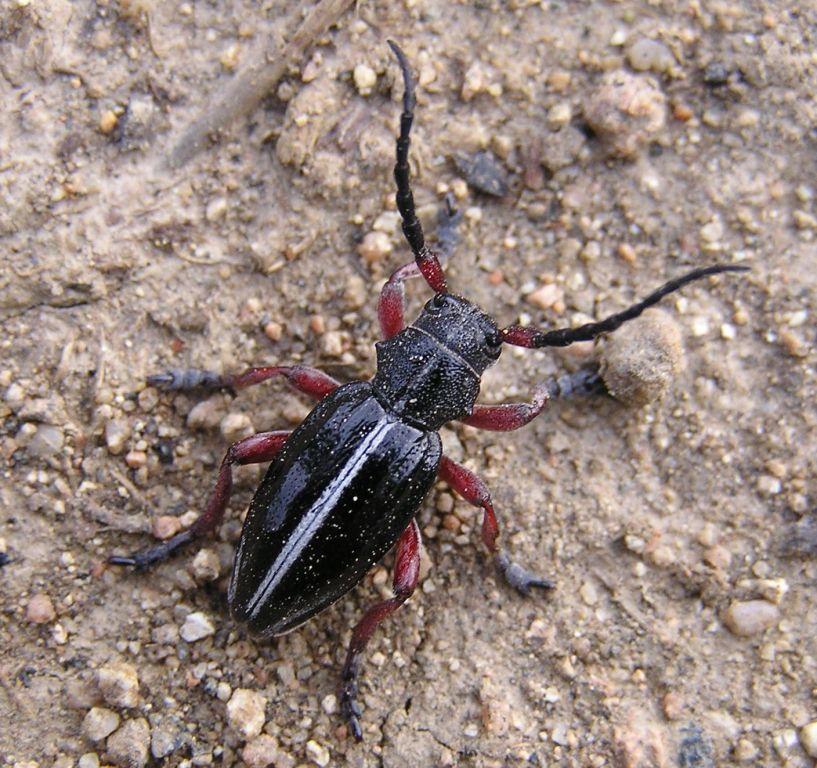 Pedestredorcadion pedestre (Poda, 1761)