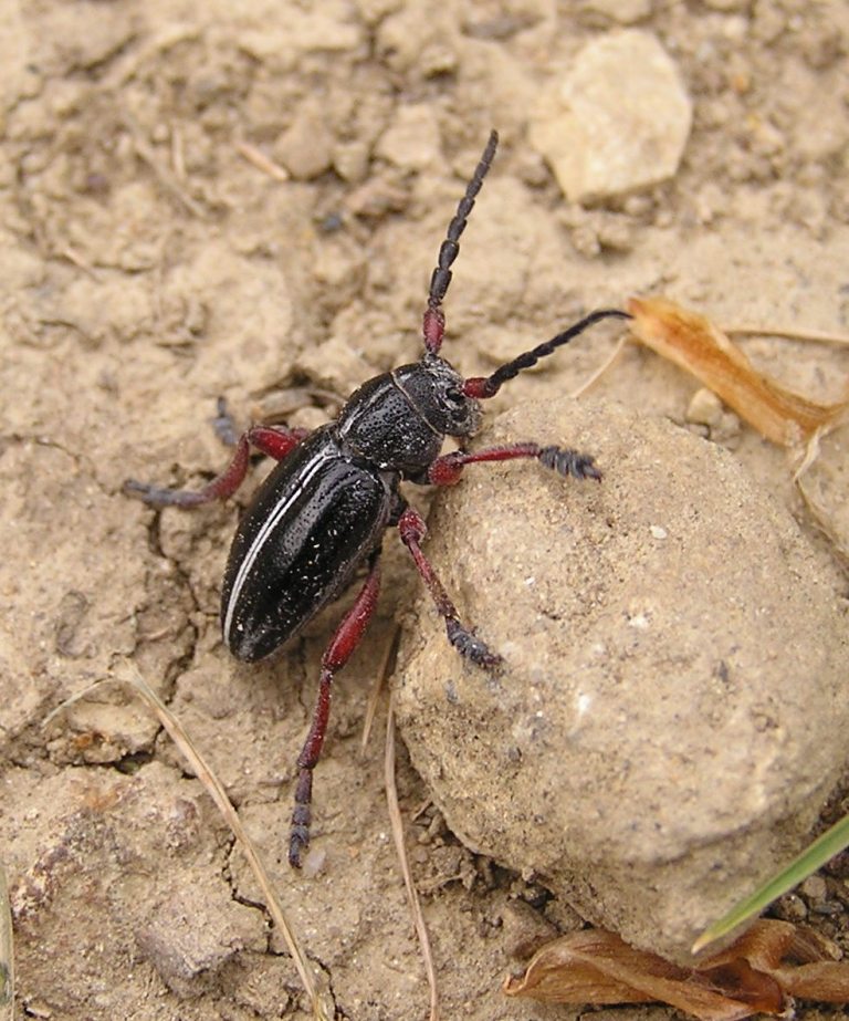 Pedestredorcadion pedestre (Poda, 1761)