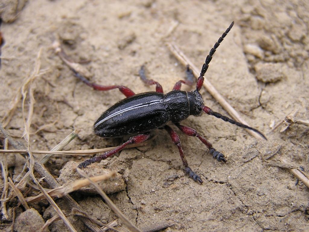 Pedestredorcadion pedestre (Poda, 1761)