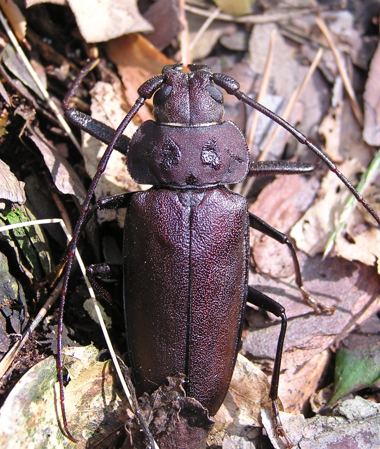 Ergates faber (Linnaeus, 1761)