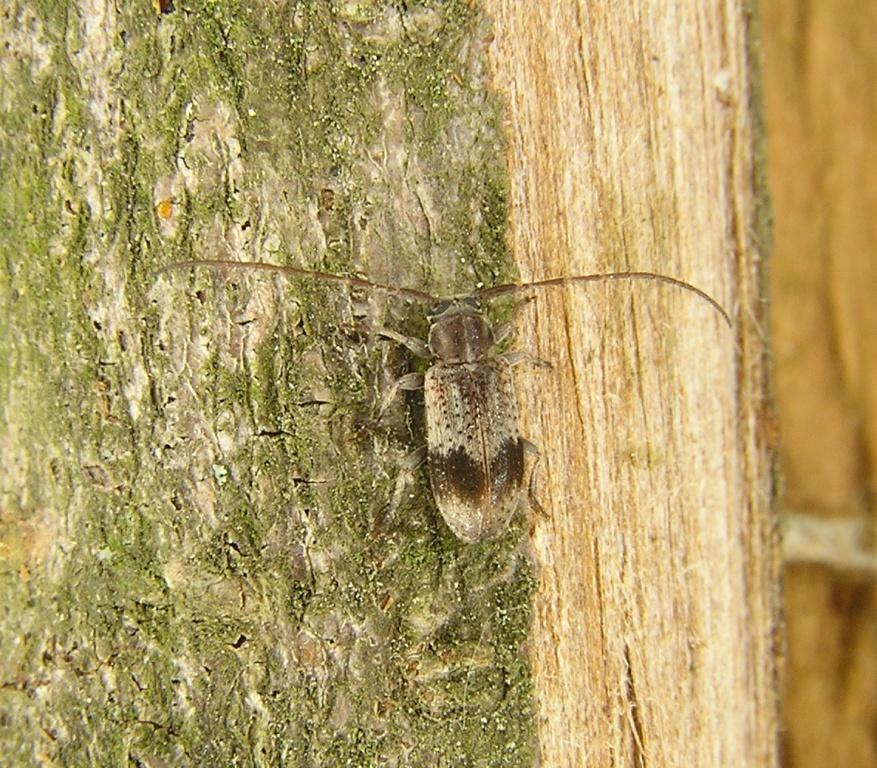 Exocentrus punctipennis Mulsant et Guillebeau, 1856