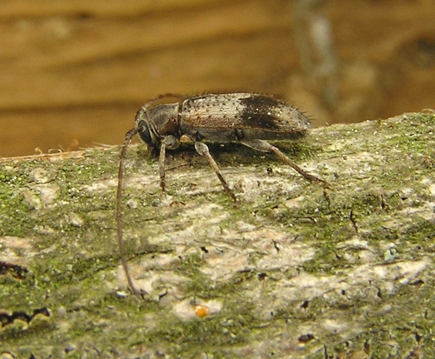 Exocentrus punctipennis Mulsant et Guillebeau, 1856