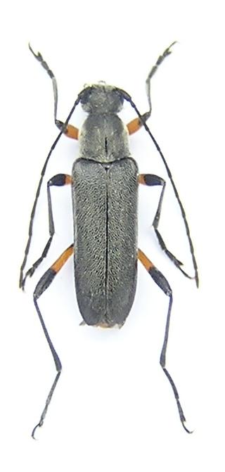 Grammoptera abdominalis (Stephens, 1831)