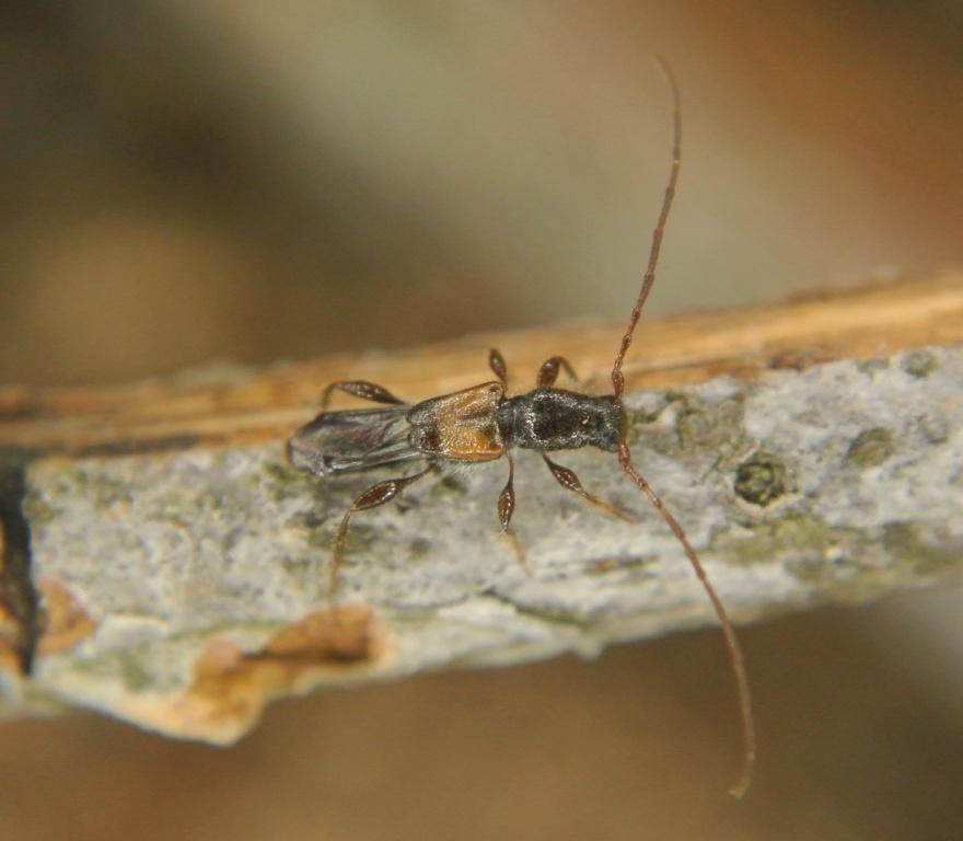 Glaphyra kiesenwetteri (Mulsant et Rey, 1861) 