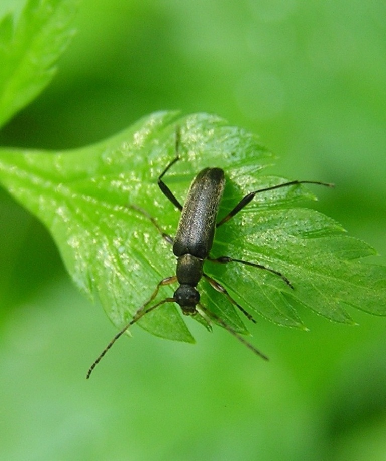  Grammoptera ruficornis (Fabricius, 1781)