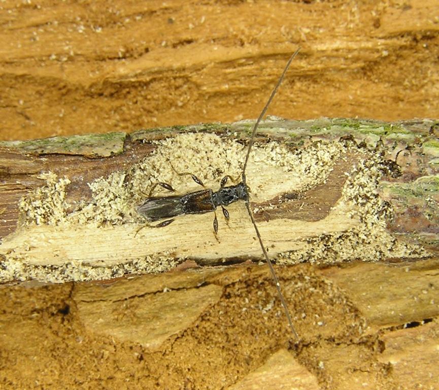 Glaphyra umbellatarum (Schreber, 1759)