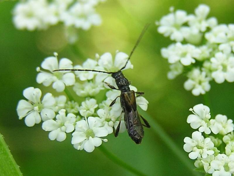 Glaphyra umbellatarum (Schreber, 1759)