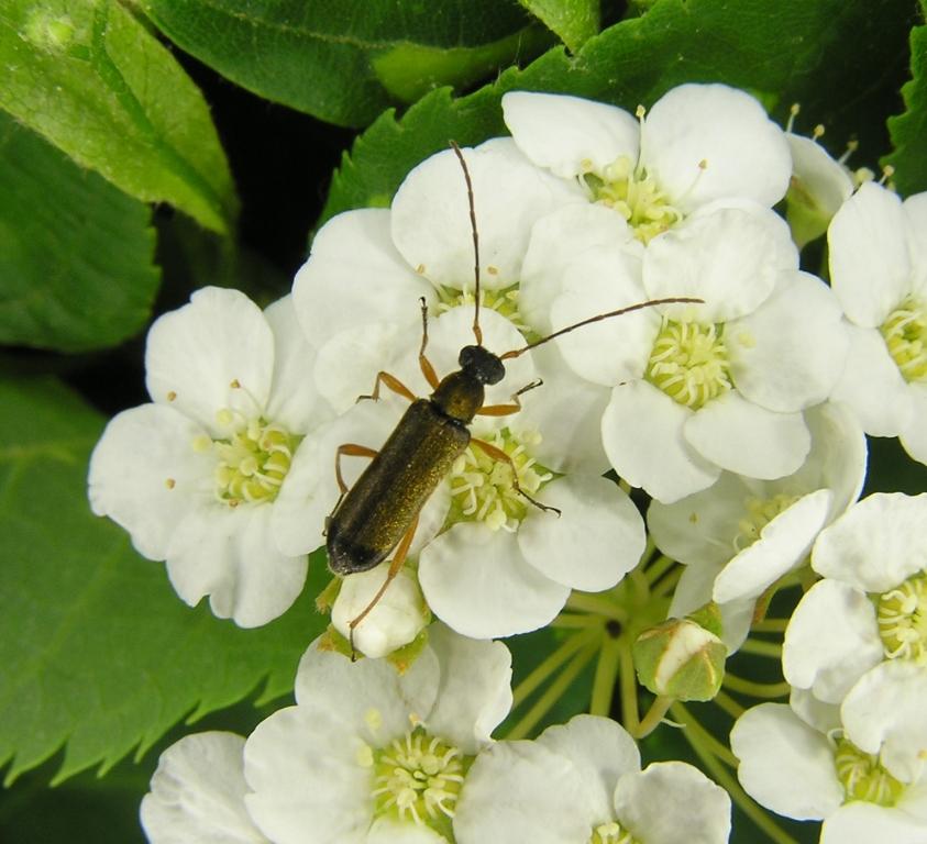 Grammoptera ustulata (Schaller, 1763) 