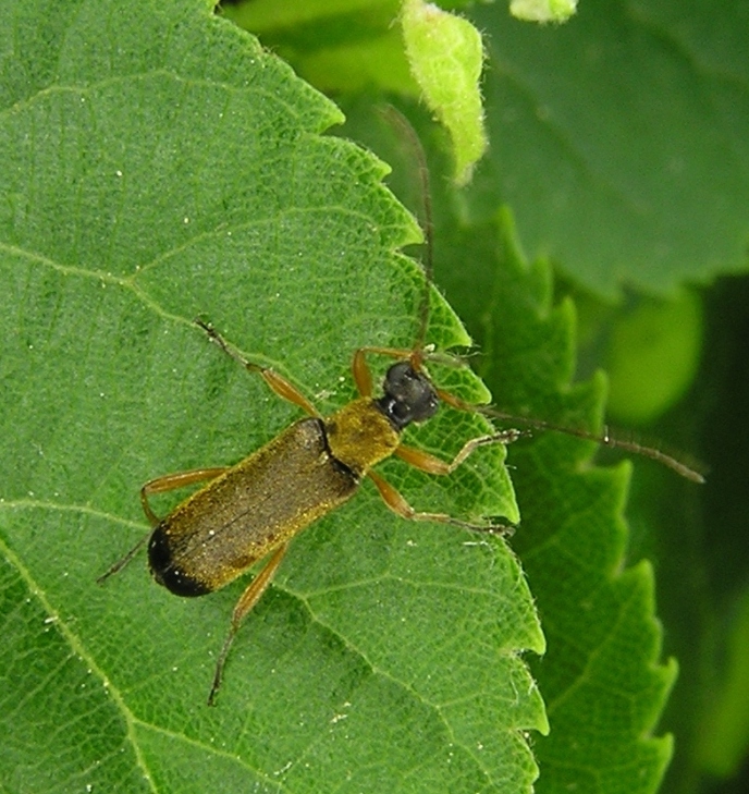 Grammoptera ustulata (Schaller, 1763) 