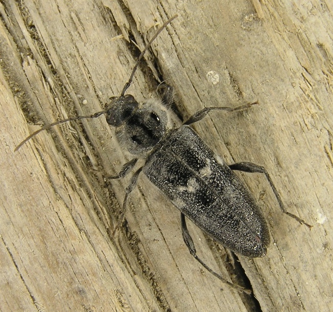 Hylotrupes bajulus (Linnaeus, 1758)