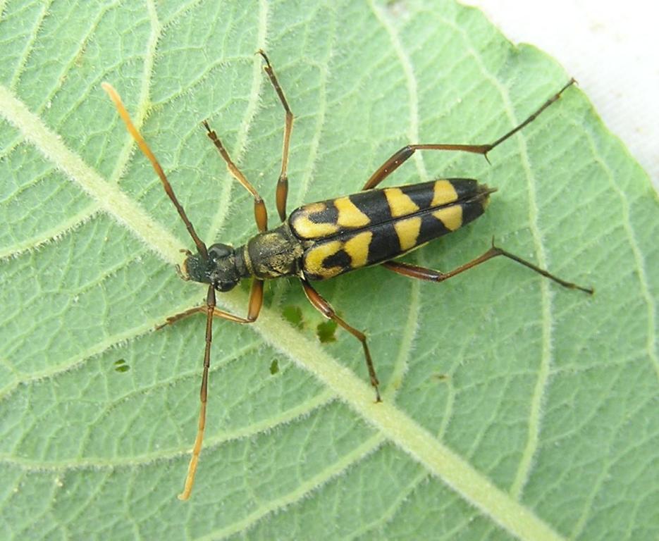 Leptura annularis Fabricius, 1801