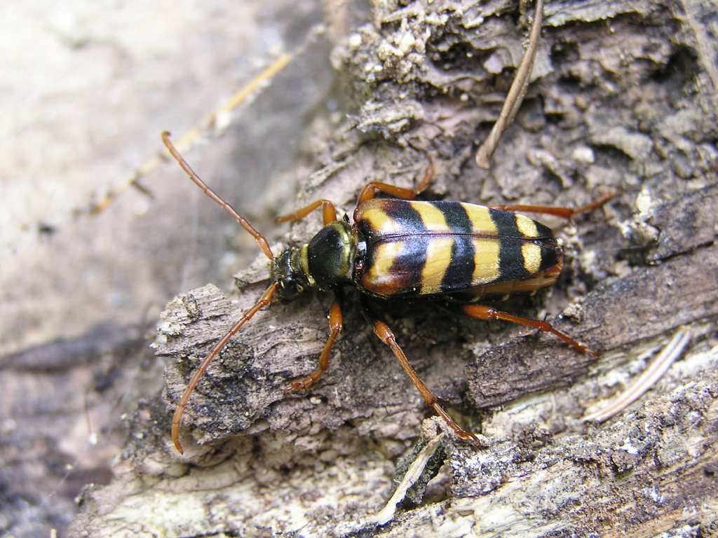 Leptura aurulenta Fabricius, 1792